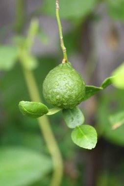 Ağaçta su damlacıkları asılı yeşil bir kaffir limonu..