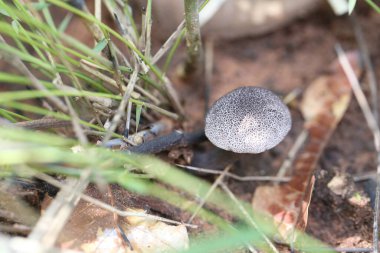 Poisonous mushrooms occur naturally in the wild, and if ingested can cause death. clipart