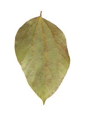 Yeşil yaprağın arkasında, beyaz arkaplanda izole edilmiş ve kırpma yolları var.