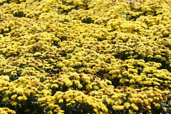 stock image Daisies flower are blooming in the flower garden,Colorful Winter Flower Mine.