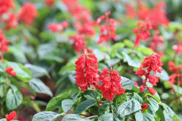 stock image Red Salvia splendens Vista Red blooming in the flowerbed with a blurred background.