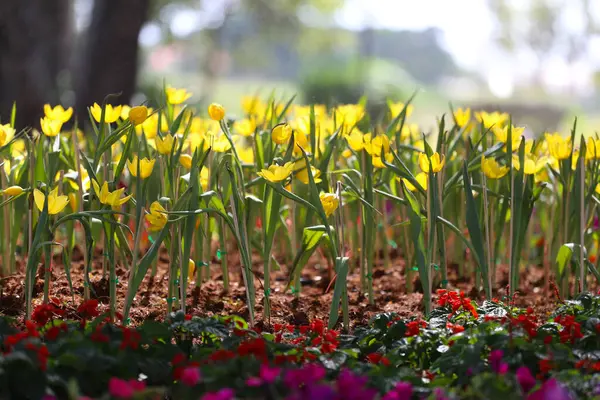 stock image Yellow tulips are blooming in a flower bed surrounded by colorful flowers in a flower garden.