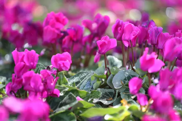 stock image A lot of cyclamen flowers are blooming beautifully in the flower beds at the flower garden.