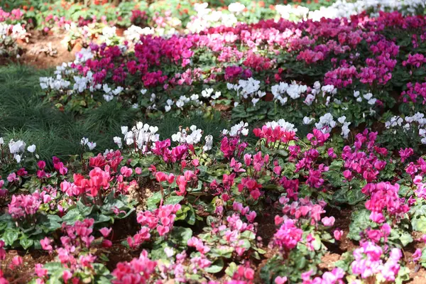 stock image Various kinds of colorful flowers blooming in the flower beds in the flower garden.