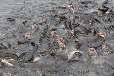 Tarım yayın balığı yemek yiyor, Catfish Tayland 'da tüketim için popüler bir balık..