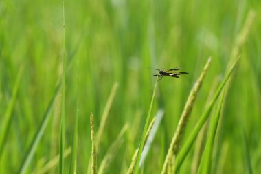 Yusufçuk filizlenmek üzere olan yeşil bir pirinç yaprağının üzerinde oturur ve arka planda çiğ damlaları vardır..