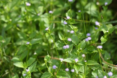 Siyam ot ağacı çiçeklerini güneş ışığına açık tutar, Siyam ot ağacı kanamayı durduran bir bitkidir..