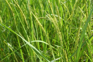 Yeşil pirinç bitkileri kulakları filizlenmek üzere, daha sonra altın pirinç tanelerine dönüşecekler..