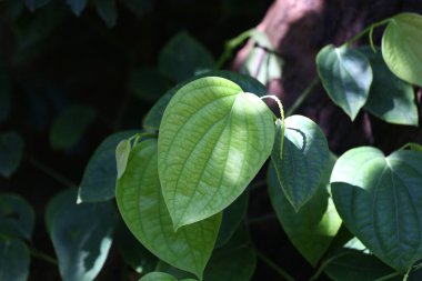 Bahçesinde yeşil yaprakları olan ve güneş ışığı alan Chaplu ağacı..