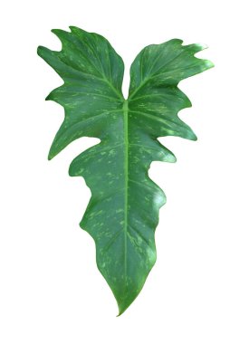 Philodendron Xanadu yaprağı veya Philodendron Winterbourn yaprakları, yapraklı yeşil yapraklar, beyaz arka planda izole edilmiş ve kırpma yolları var.