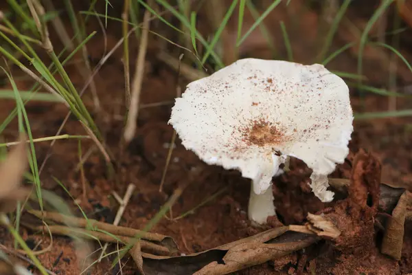 stock image Poisonous mushrooms occur naturally in the wild, and if ingested can cause death.