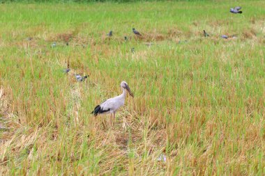 Openbill is foraging in the middle of a rice field, and there are many pigeons foraging around. clipart