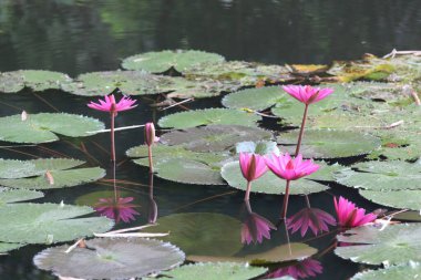 Gölette pembe nilüfer çiçekleri açıyor Tayland 'da yerli pembe nilüfer çiçekleri açtığında güzel çiçekler açıyor..