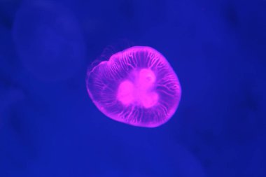 Blacklight lambasının ışıklarından parlak mor renkli küçük denizanası ya da medusa.