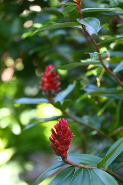 Kırmızı çiçekli Costus Specosus bitkinin üzerinde çiçek açıyor, tropiklere özgü bir bitki..