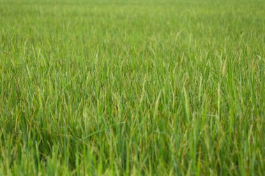 Yeşil pirinç tarlaları çiçek açmış, pirinç tarlaları tarımsal alanlarda.