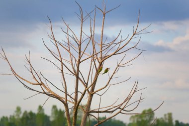 Blue-tailed bee-eater or Merops persicus bird and Scientific name is Merops philippinus perched branch on tree. clipart