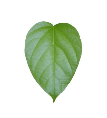 Beyaz arkaplanda yeşil yapraklar izole edilmiş ve kullanışlı ve hızlı kullanmak için kırpma yolları var.