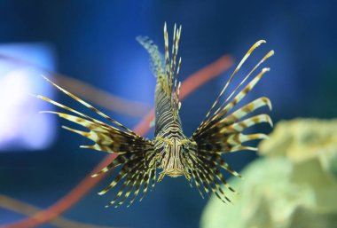 Aslan balığı mutlu bir şekilde yüzüyordu ve çok güzel yüzgeçleri vardı, zehirli bir deniz balığı..