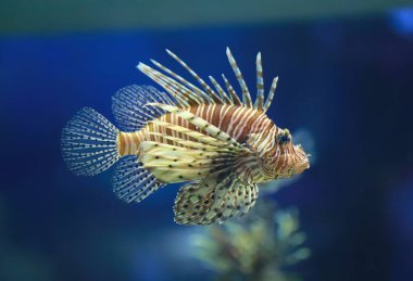 Lionfish was happily swimming and had beautiful fins spread out, A poisonous marine fish. clipart