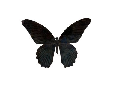 The Great Mormon (M) is name of butterfly isolated on white background and have clipping paths, A dried stuffed butterfly. clipart