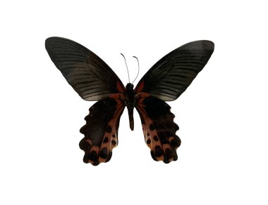 Papilio rumanzovia is name of butterfly isolated on white background and have clipping paths, A dried stuffed butterfly. clipart