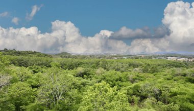 Yeşil orman manzarası ve Pinthong 3 Endüstriyel Konutları, Chonburi 'nin Sriracha İlçesi' nde yer alıyor. Arka planda gökyüzü ve beyaz bulutlar var. Yağmur mevsiminde ağaçlar taze ve yeşildir..