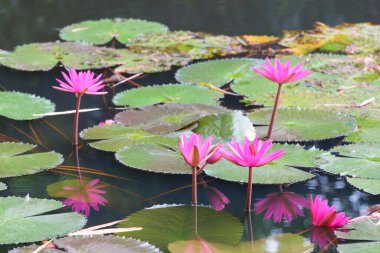 Sakin bir gölette zarif bir şekilde yüzen pembe nilüferlerin sakin bir görüntüsü, dingin sularda canlı renklerini ve güzel yansımalarını sergiliyor..