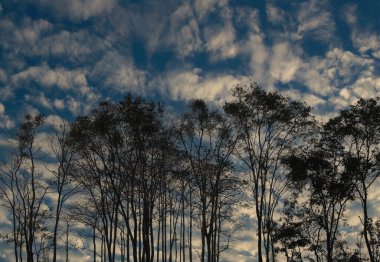 Karanlık çöktüğünde dramatik bulutlu gökyüzüne karşı siluetli ağaçların bulunduğu sakin bir sahne doğanın dingin halinin güzelliğini gözler önüne seriyor..