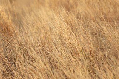 Uzun otların yavaşça sallandığı sakin bir altın tarla manzarası. Bu görüntü, yumuşak güneş ışığı altında doğanın güzelliğini yakalıyor, sakinliği çağrıştırıyor..