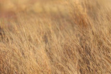 Öğleden sonra ışığı altında sallanan altın otların yakın plan görüntüsü kırsal bir arazinin doğal güzelliğini ve huzur dolu özünü gözler önüne seriyor..