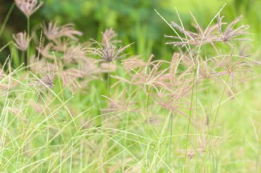 Bu resim, açık hava ortamında doğanın güzelliğini gösteren canlı yeşil bir zemine nazikçe sallanan narin çimen çiçeklerini gösteriyor..