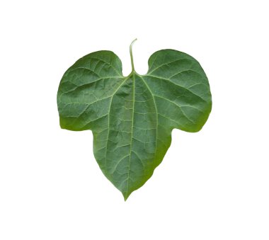 Beyaz arka planda izole edilmiş tek bir yeşil yaprağın detaylı yakın plan görüntüsü ve kırpma yolları, pürüzsüz yüzey damarları doğa ve botanik temalar için ideal konsept için.