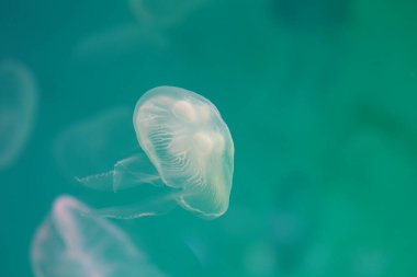 Blacklight lambasının ışığından gelen parlak yeşil renkli küçük denizanası ya da Medusa.