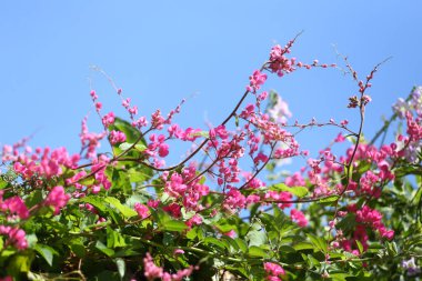 Çiçek açan pembe mercan sarmaşığı Meksika sarmaşığı yeşil yaprak çizgisi, mavi gökyüzü arkaplanı.
