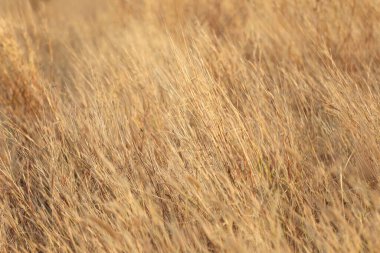 Uzun otların yavaşça sallandığı sakin bir altın tarla manzarası. Bu görüntü, yumuşak güneş ışığı altında doğanın güzelliğini yakalıyor, sakinliği çağrıştırıyor..