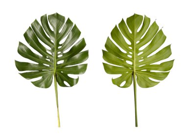 Monstera yaprakları beyaz arka planda izole edilmiş ve kırpma yolları var. Parlak ve yemyeşil renkli iki canavar yaprağı sergileniyor. Ev dekorasyonunu veya botanik çalışmalarını geliştirmek için mükemmel..