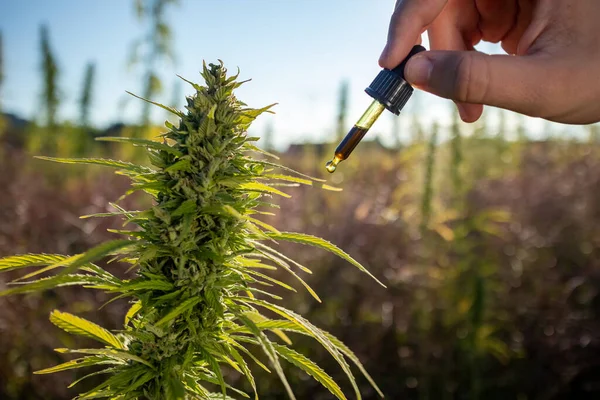 Puesta Sol Cannabis Field Plantas Cáñamo Para Producción Cbd — Foto de Stock