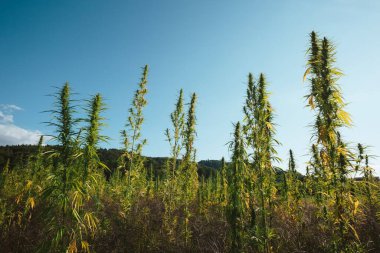 Yeşil kenevir bitkisi, çiftlikteki kenevir tarlalarının arasına güneş ışığı ile aydınlanır.