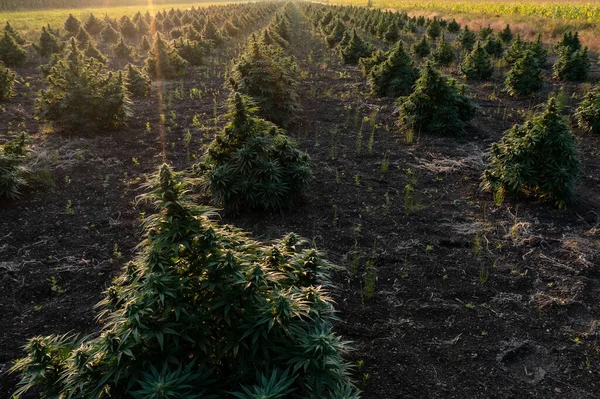 Cbd Cannabis Hemp Field Sunset — стокове фото