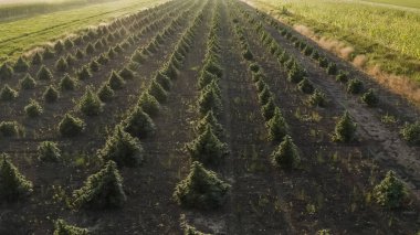 Gün batımında büyük kenevir tıbbi marihuana tarlalarının havadan görünüşü