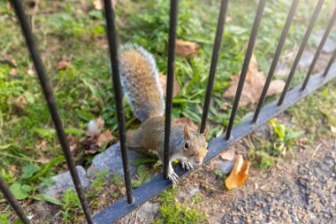 Londra 'daki St. James Park' ta sincap.