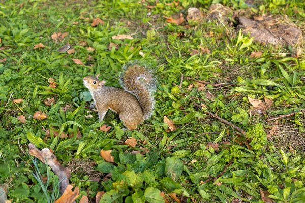 Esquilo James Park Londres — Fotografia de Stock