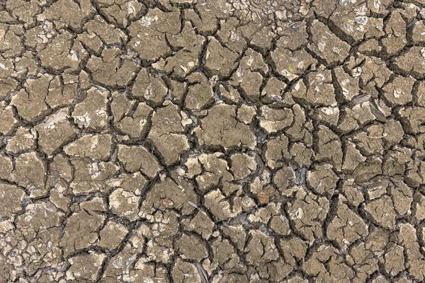 Drought season dry soil with cracks and dead shell animal due to climate change