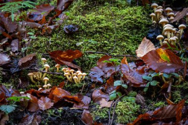 Psilosibin sihirli mantarları ormanda yetişiyor. Doğal psikoaktif ve halüsinojenik bileşik konsept.