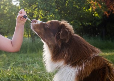 CBD kenevir yağını damlatan bir pipetle köpeğe vermek