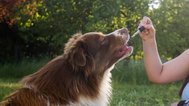 CBD kenevir yağını damlatan bir pipetle köpeğe vermek