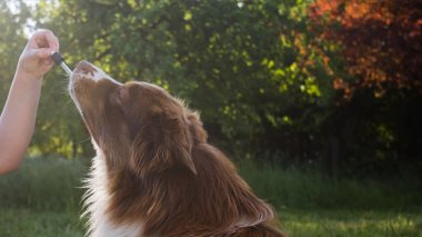 Hand giving dog CBD oil by licking a dropper pipette, Oral administration of hemp oil for pet health problems.