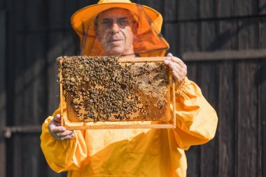 Hobby beekeepe holding a honey frame with brood and honeycomb, portrait shot. Concept of work in an apiary.