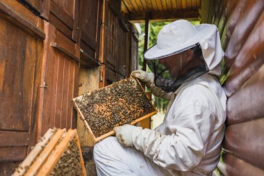 Male beekeeper carefully taking out the honey frame from a wooden beehive, checking bees and honeycomb Beekeeping and organic honey farming concept.